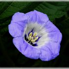 Giftbeere (Nicandra physalodes) oder Blaue Lampionblume