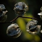 Giftbeere (Nicandra physalodes), shoo-fly plant