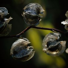 Giftbeere (Nicandra physalodes), shoo-fly plant