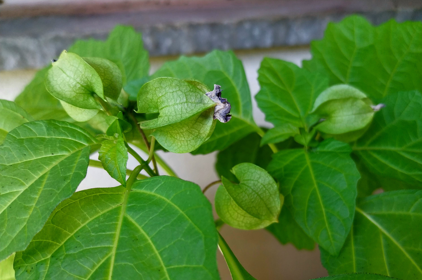 Giftbeere oder auch blaue Physalis / Ballonblume