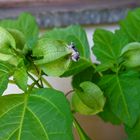 Giftbeere oder auch blaue Physalis / Ballonblume