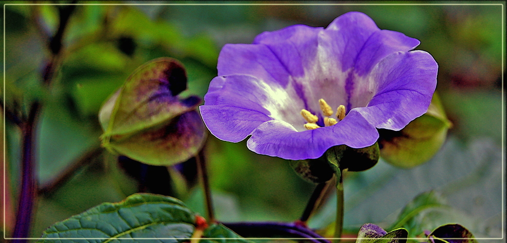 Giftbeere(Nicandra physaloides)