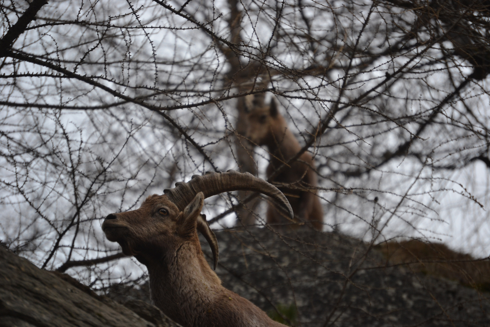 Giftblick Steinbock