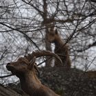 Giftblick Steinbock