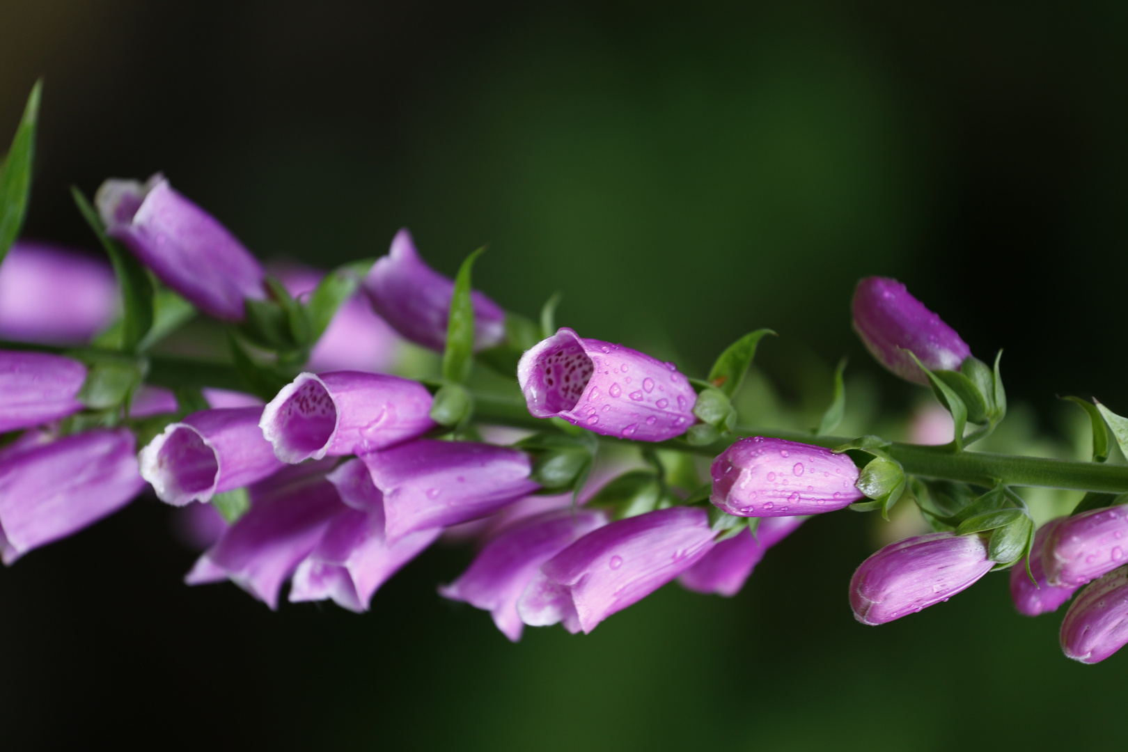 Giftblüte Wald Sommer Duft kontrast