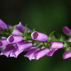 Giftblüte Wald Sommer Duft kontrast