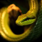 Giftgrüne Schlange