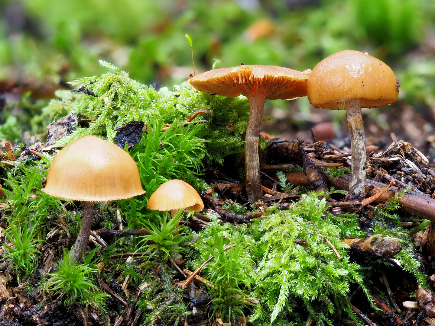 Gifthäubling (Galerina marginata)