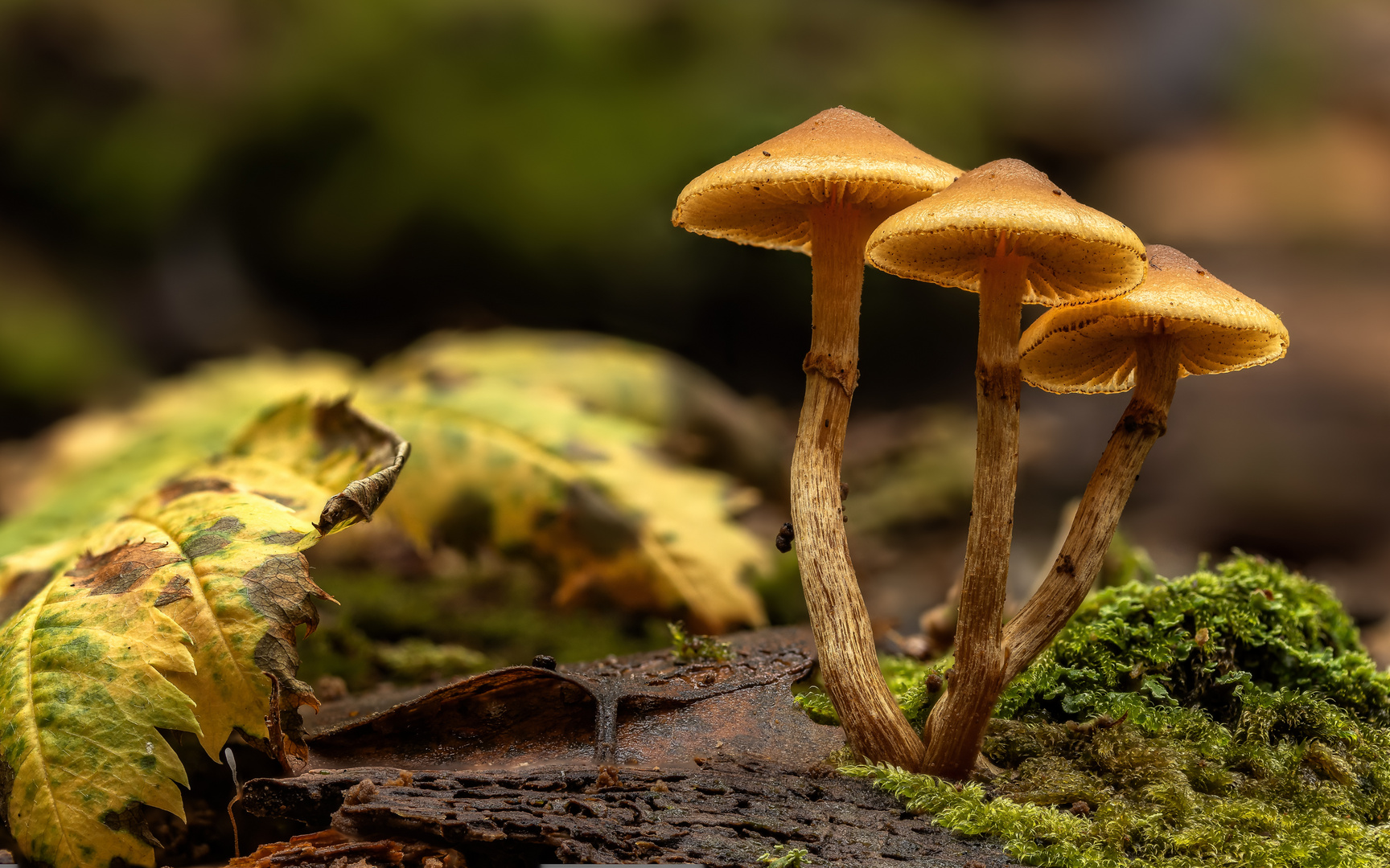 Gifthäubling (Galerina marginata)