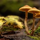 Gifthäubling (Galerina marginata)