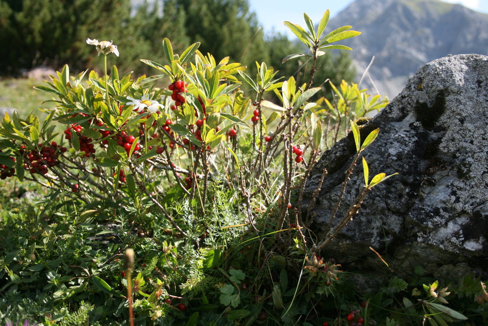 Giftig rote Beeren