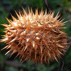 Giftig und stachelig - Der gemeine Stechapfel (Datura stramonium)