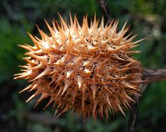 Giftig und stachelig - Der gemeine Stechapfel (Datura stramonium)