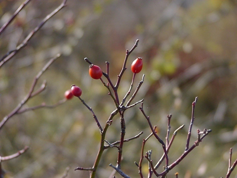 giftige Beeren ?