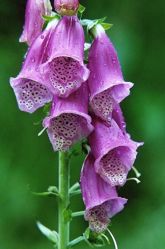 Giftige Blume Foto & Bild | pflanzen, pilze & flechten, blüten