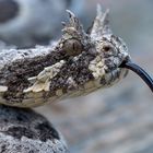 Giftige Büschelbrauenotter aus Namibia