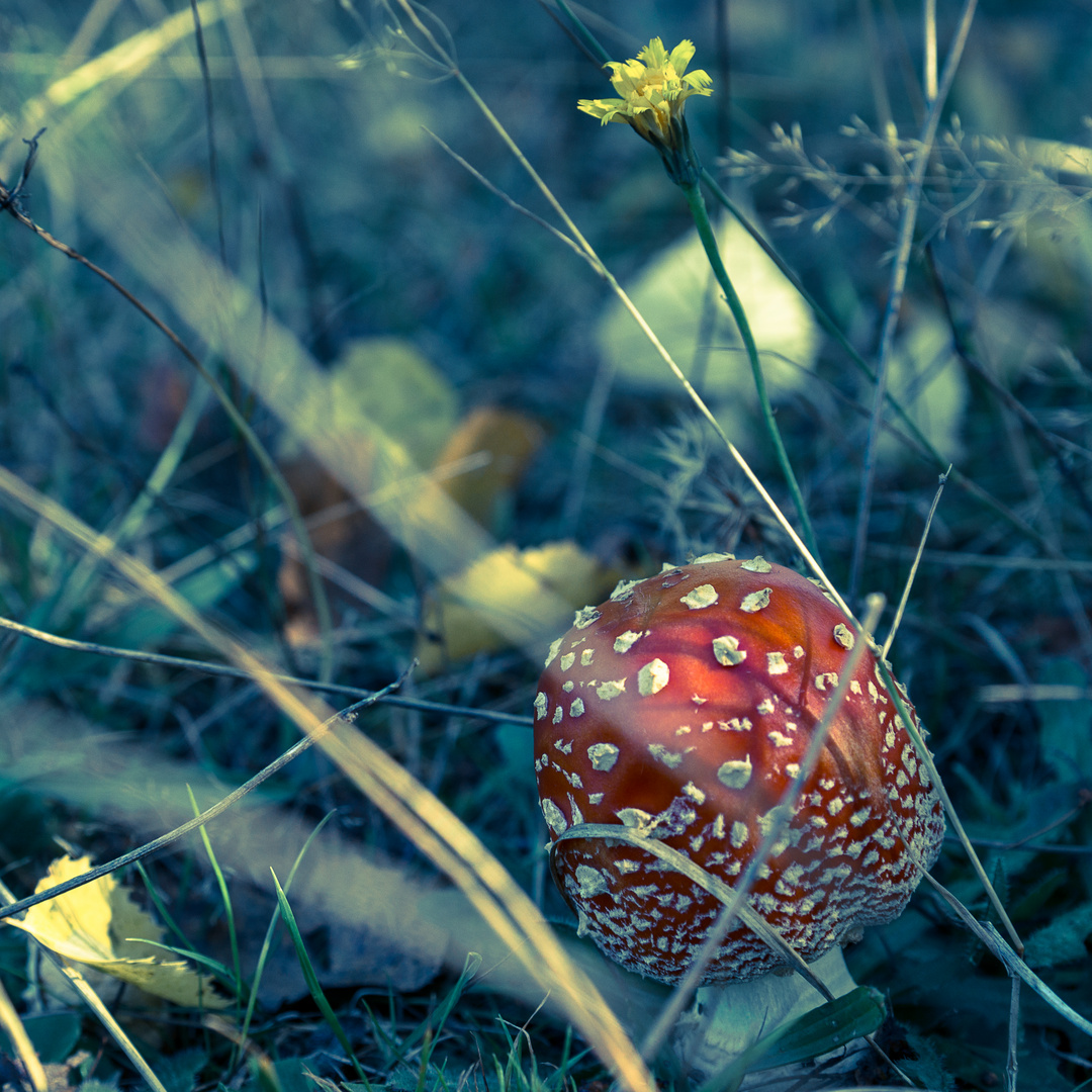 giftige Früchte des Herbstes