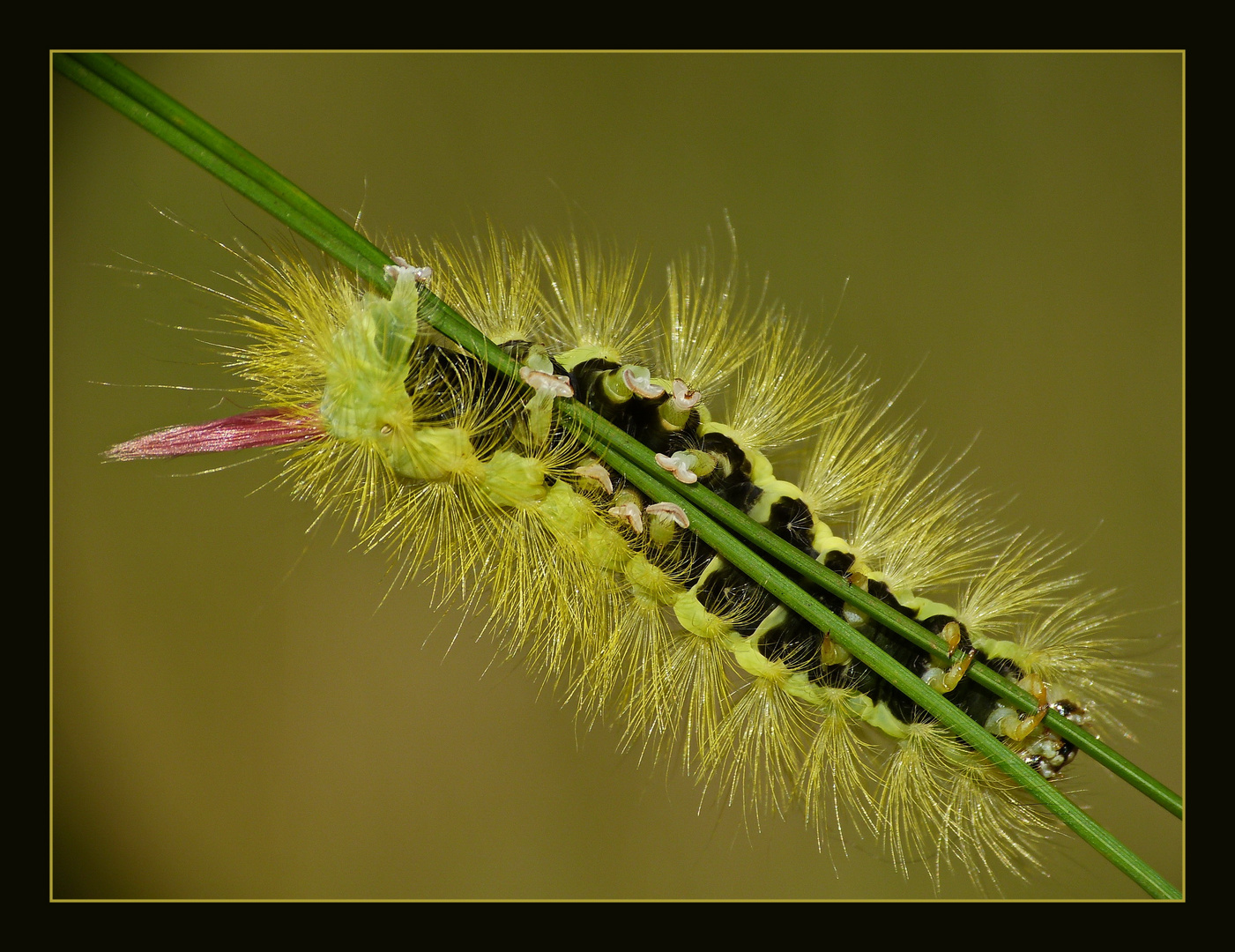 giftige Haare und Pinsel