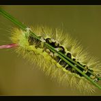 giftige Haare und Pinsel