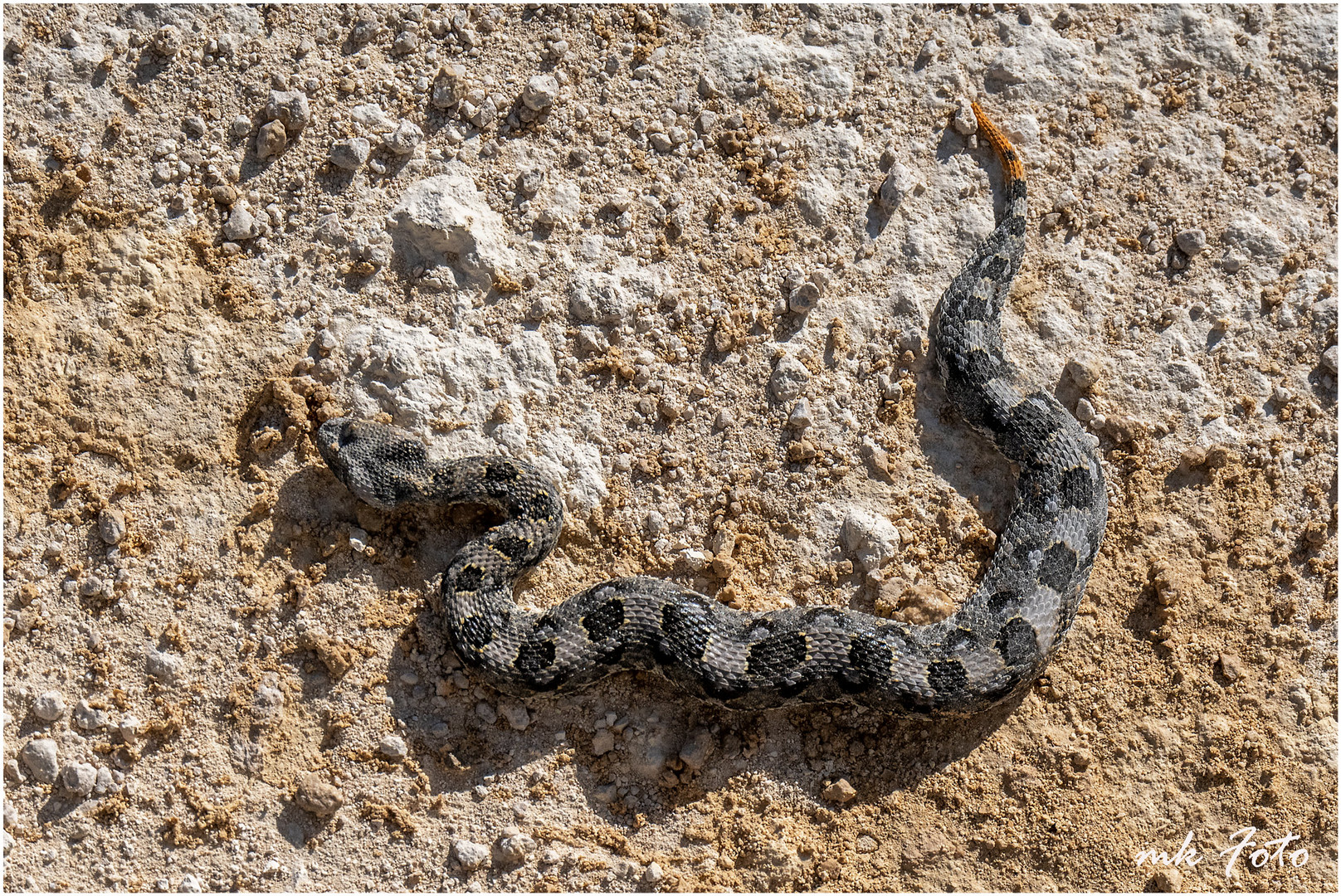 Giftige Otter im Etosha Nationalpark