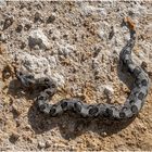 Giftige Otter im Etosha Nationalpark