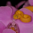 Giftige Phalaenopsis