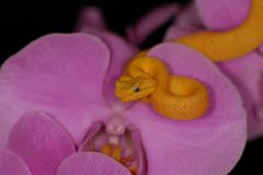 Giftige Phalaenopsis