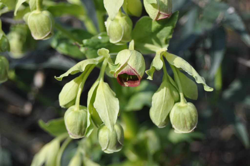 Giftige Schönheit - Helleborus foetidus