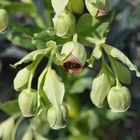 Giftige Schönheit - Helleborus foetidus