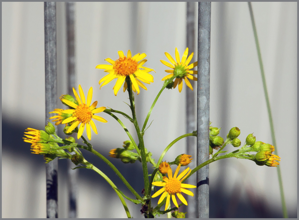 Giftige Schönheit hinter Gittern