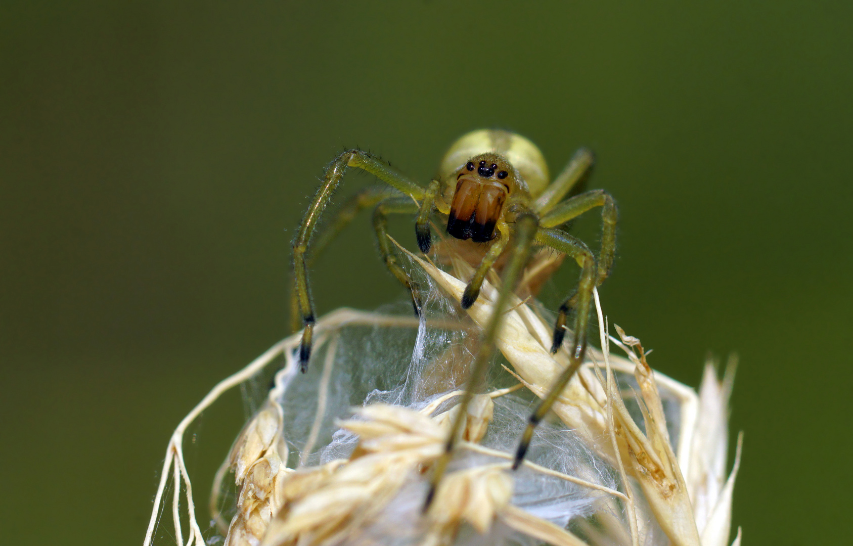 Giftige Schönheit - Weibl. Ammen - Dornfinger  (Cheiracanthium punctorium)