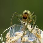 Giftige Schönheit - Weibl. Ammen - Dornfinger  (Cheiracanthium punctorium)