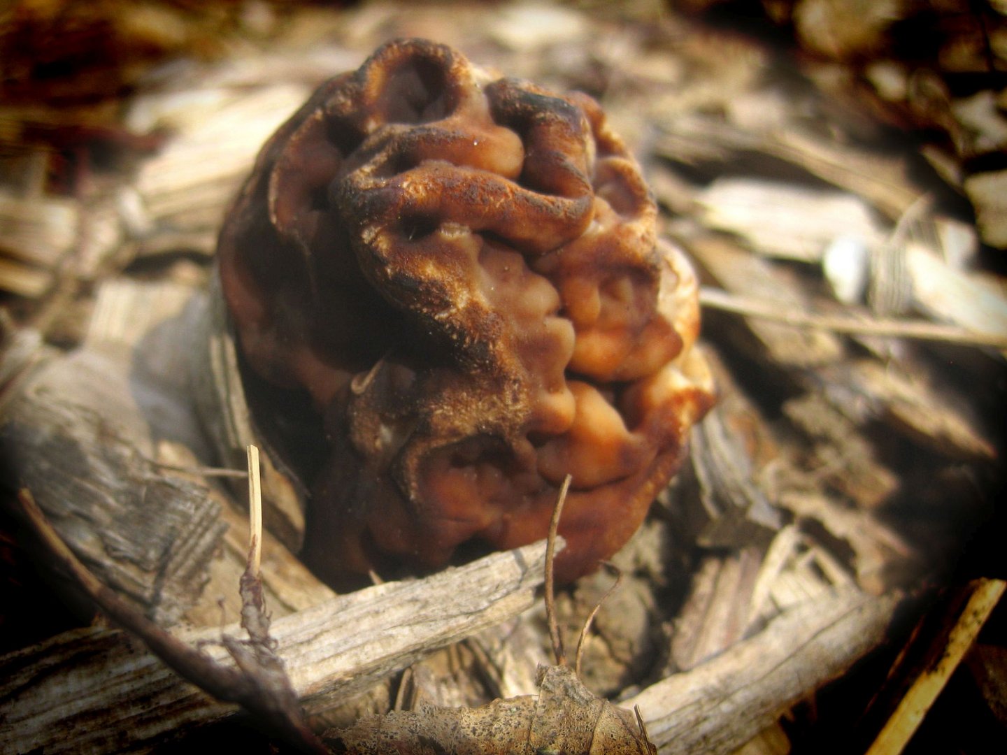 Giftpilz: Frühlingslorchel (Gyromitra esculenta)