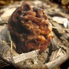 Giftpilz: Frühlingslorchel (Gyromitra esculenta)