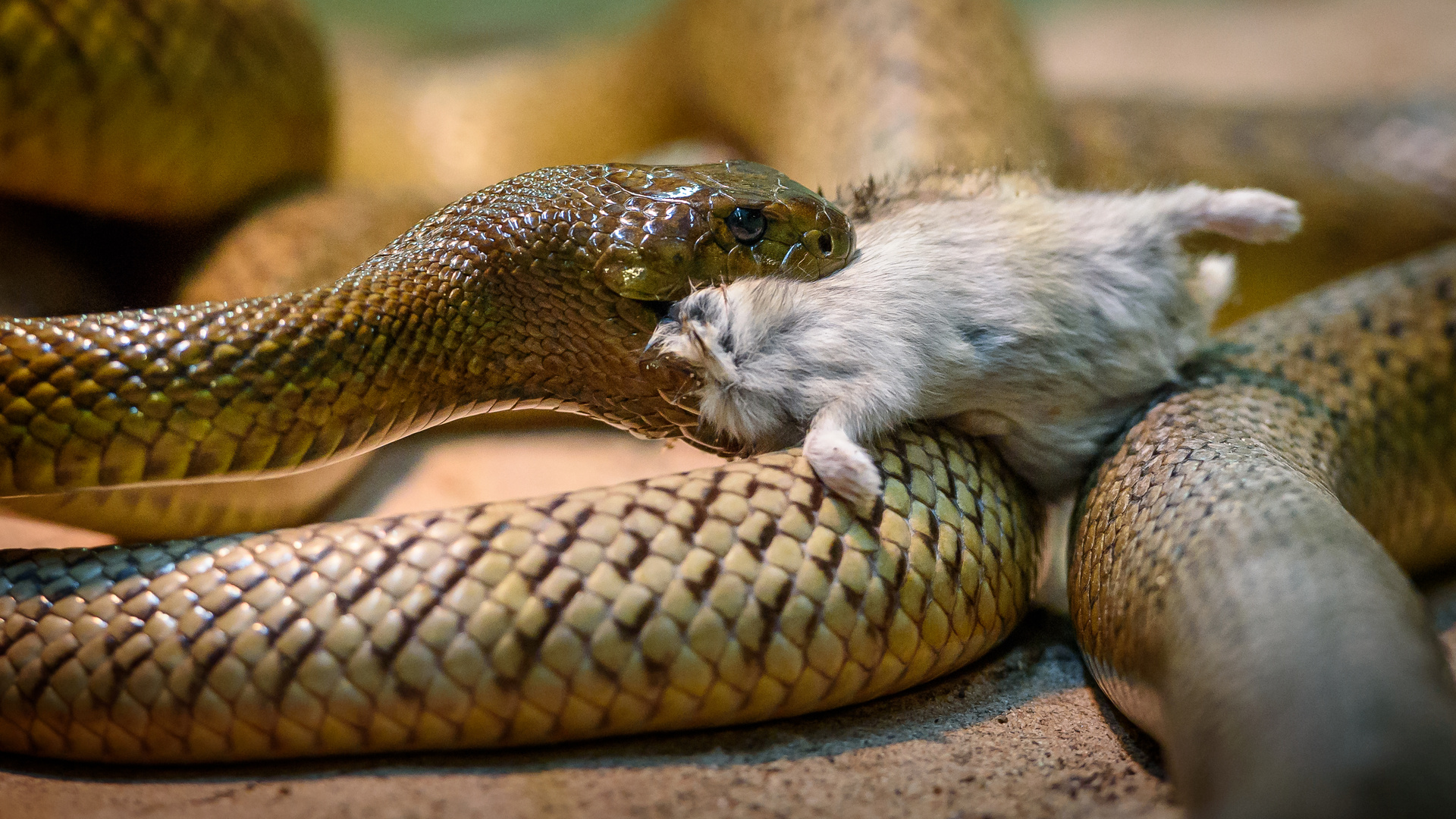 Giftschlangenfütterung Foto & Bild | natur, zoo, tiere Bilder auf ...