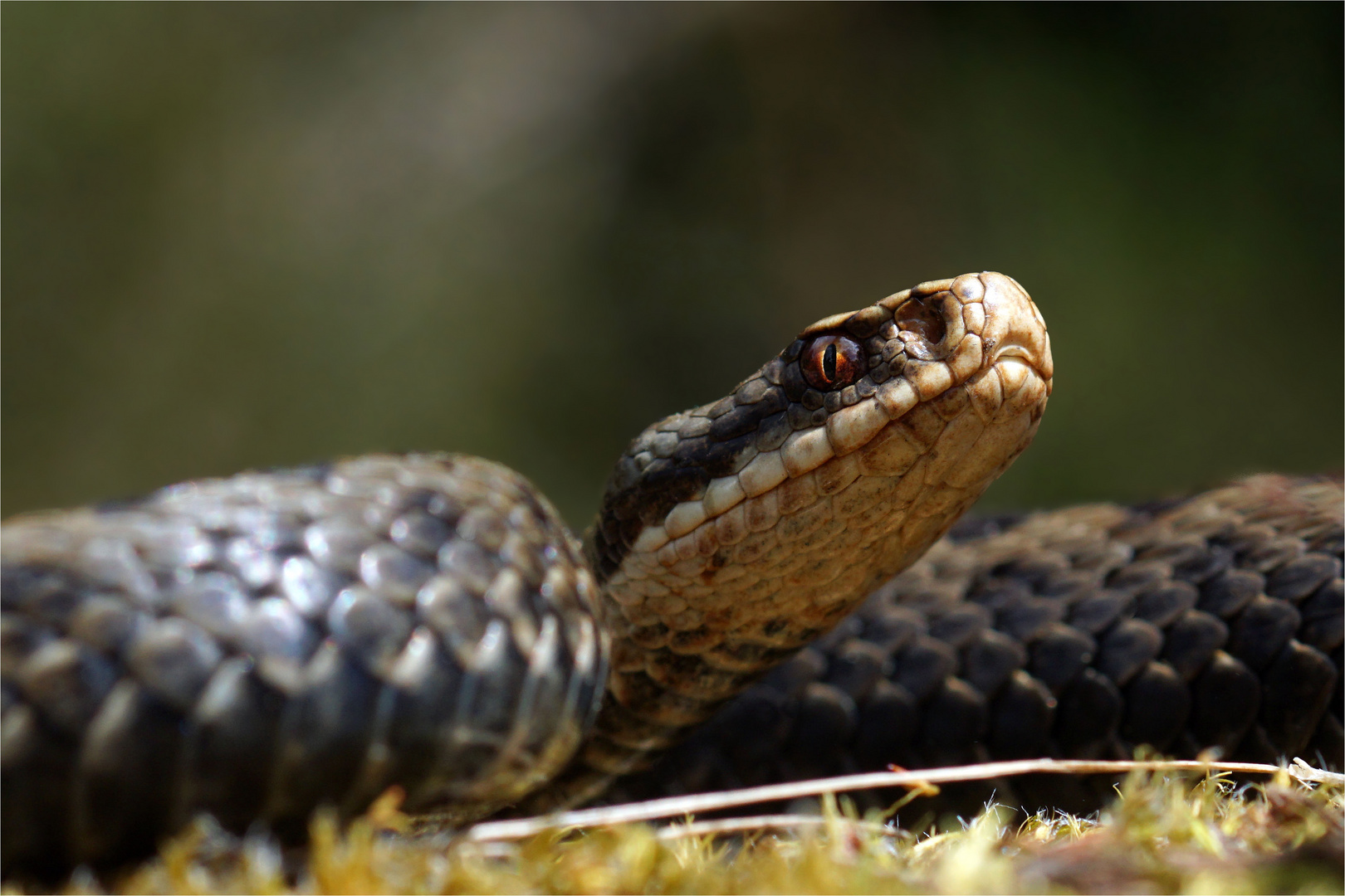 "Giftschuppe" Vipera berus