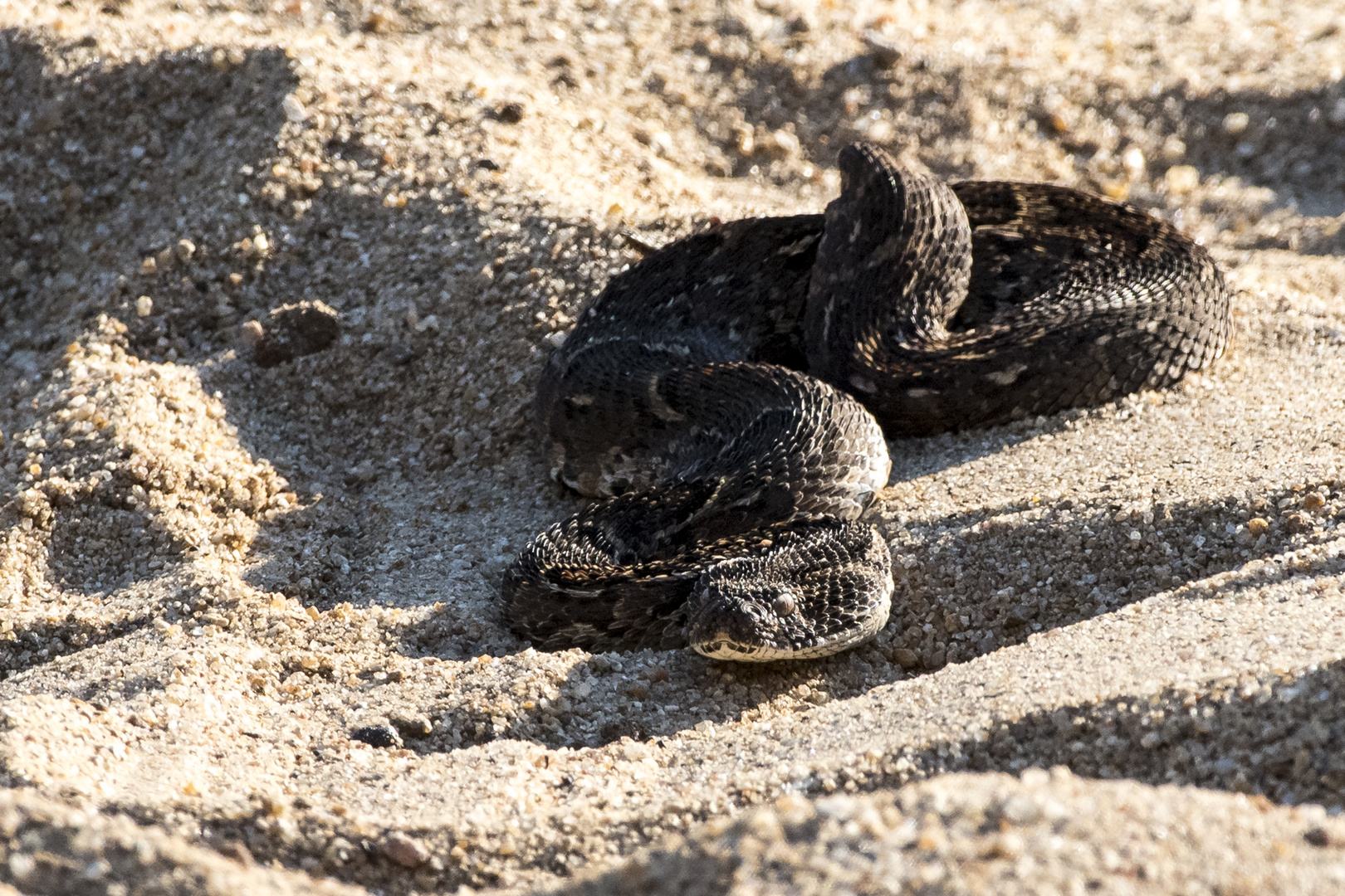 Giftspritze - Puffotter - Puffadder (Bitis arietans)