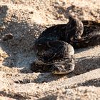 Giftspritze - Puffotter - Puffadder (Bitis arietans)