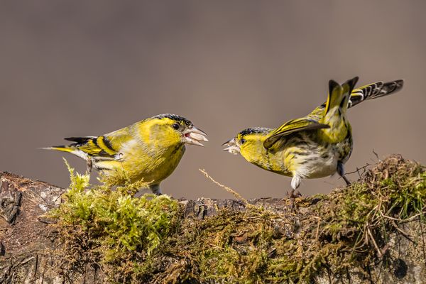 Giftzwerge unter sich…