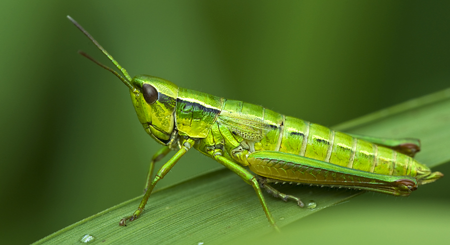 GiG - Grün in Grün - Kleine Goldschrecke (Chrysochraon brachyptera)