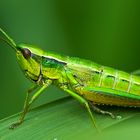 GiG - Grün in Grün - Kleine Goldschrecke (Chrysochraon brachyptera)