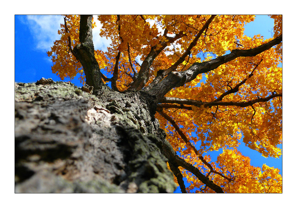 +++Gigant im Herbst+++