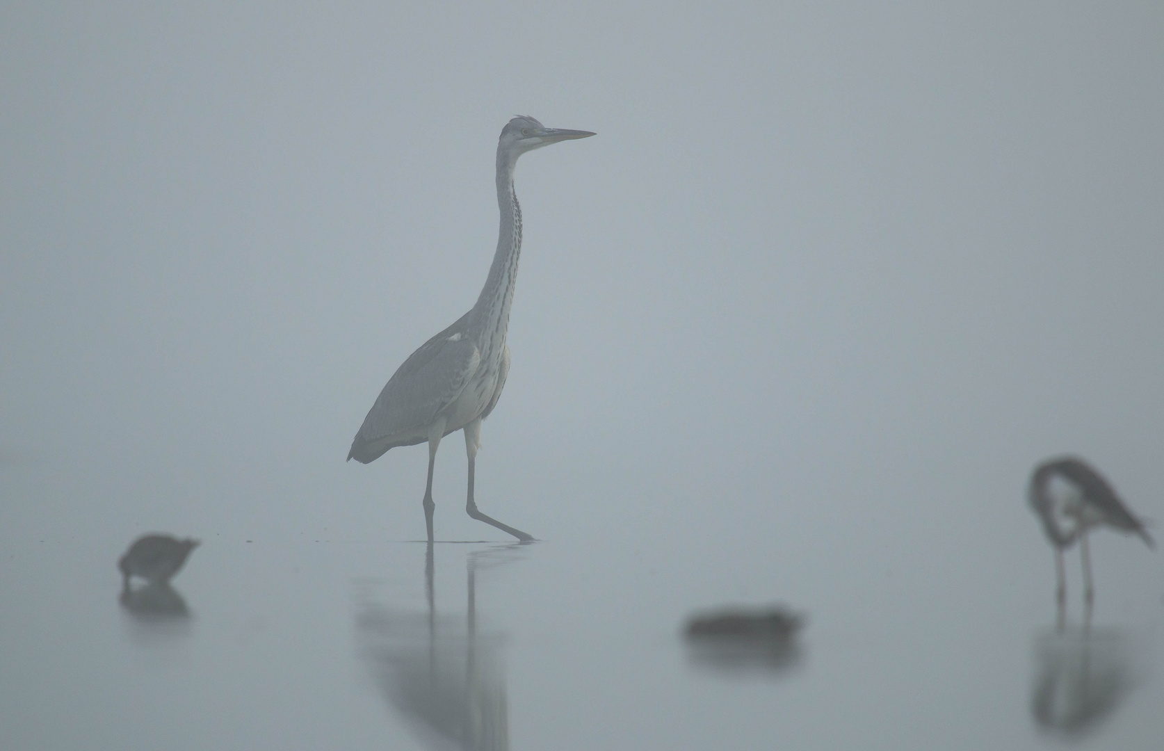 Gigant im Nebel