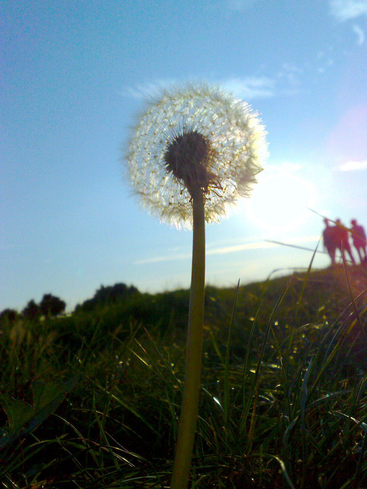 Gigant Pusteblume