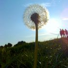 Gigant Pusteblume