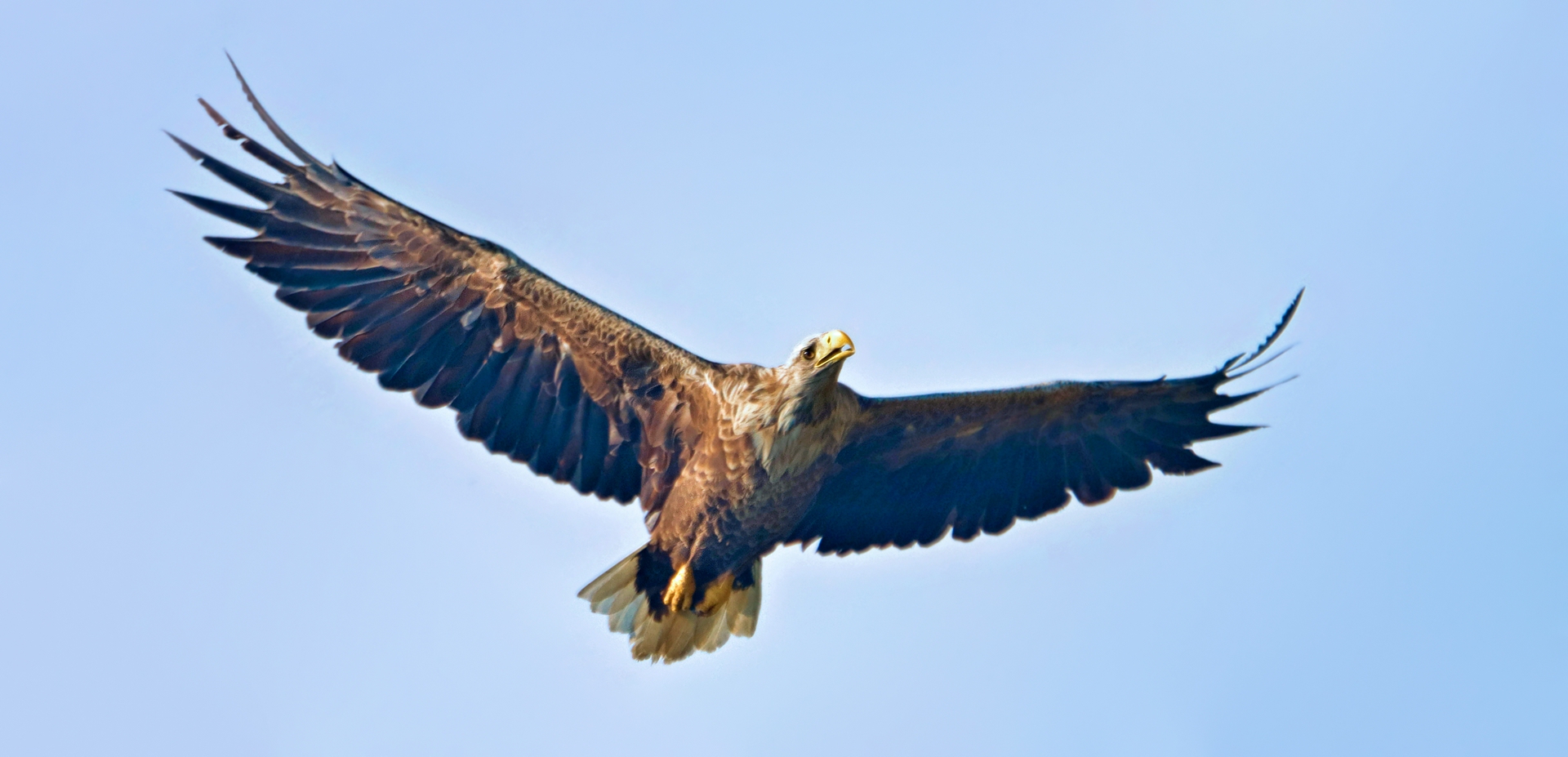 GIGANT UND ÜBERFLIEGER