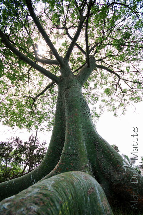 Gigante verde