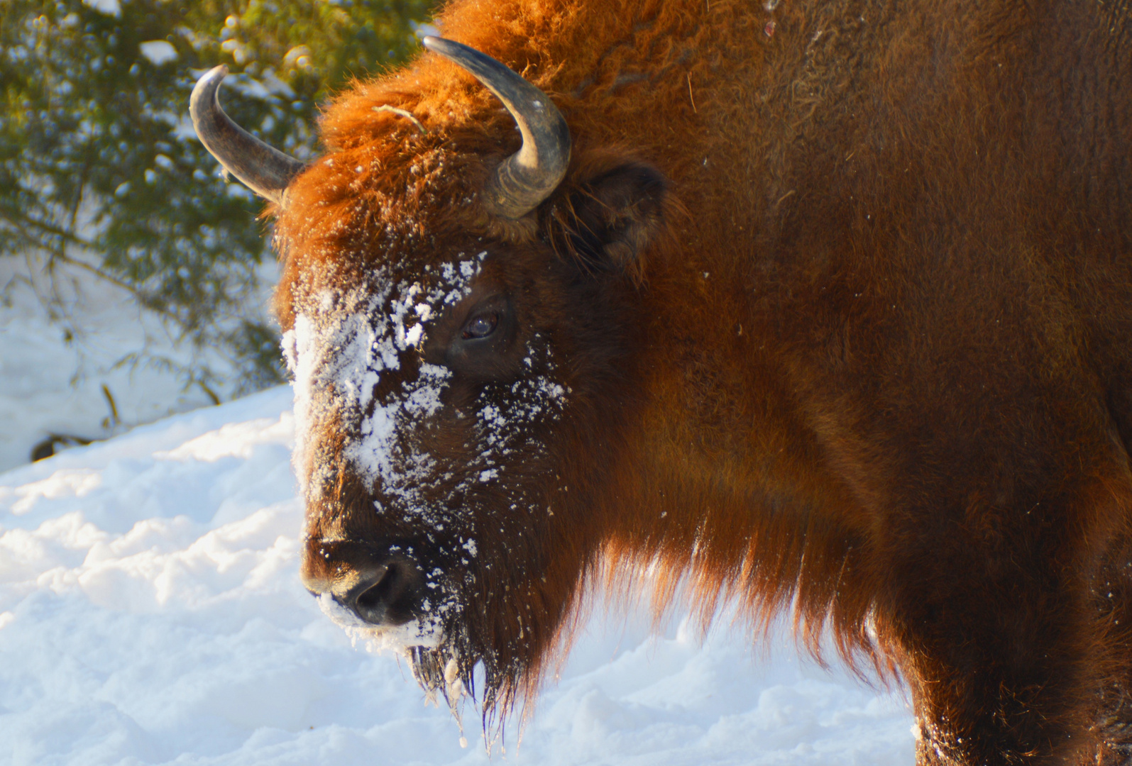 "Giganten" im Schnee