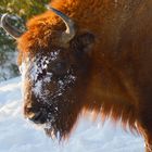 "Giganten" im Schnee