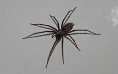 Giganthea Hausspinne